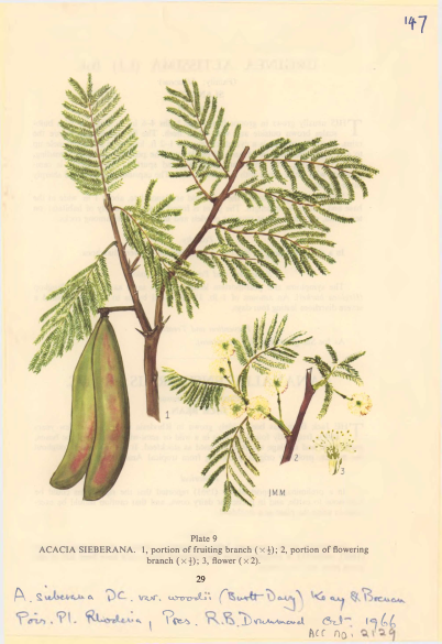  Historical botanical illustration preserved at East African Herbarium in Nairobi, Kenya.
