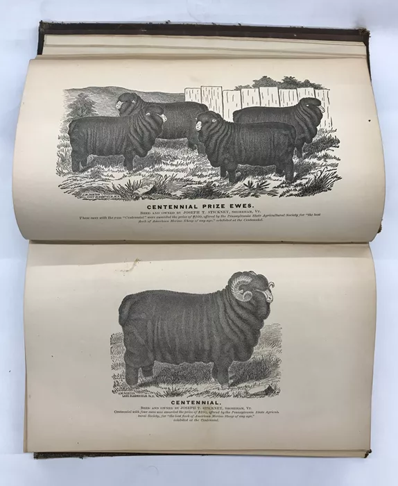 Image of a book pages of illustrated sheep breeds.